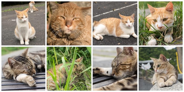 Collection of cat on the street in daytime.