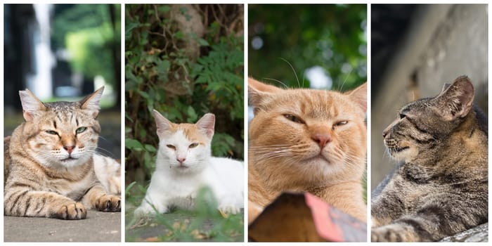 Collection of cat on the street in daytime.