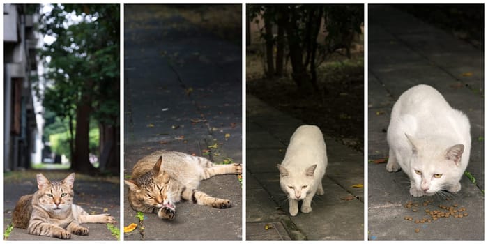 Collection of cat on the street in daytime.