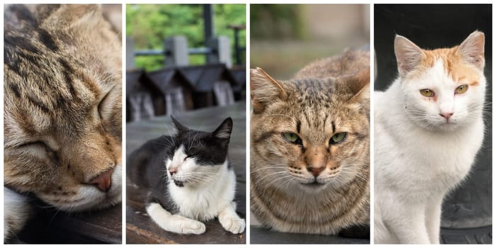 Collection of cat on the street in daytime.