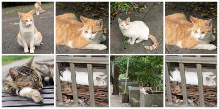 Collection of cat on the street in daytime.