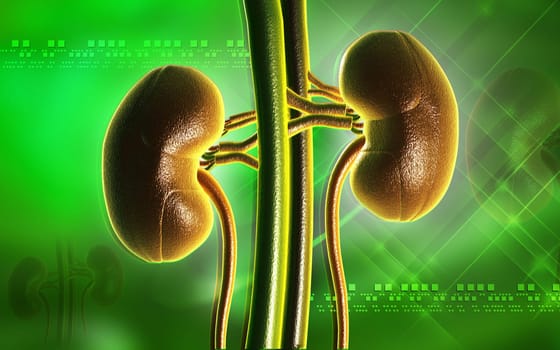 Digital illustration of kidney in colour background