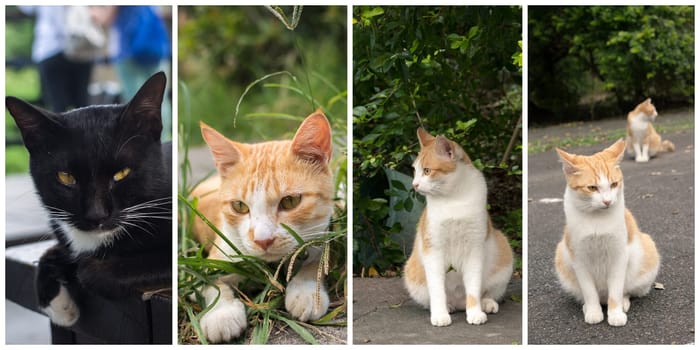 Collection of cat on the street in daytime.