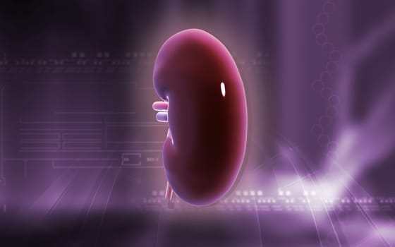 Digital illustration of kidney in colour background