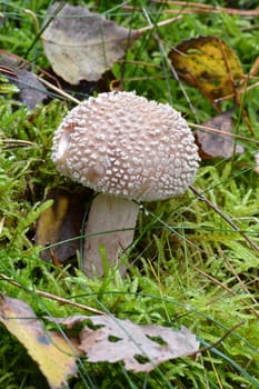 Pearl fungus in the forest