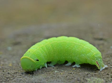 Caterpillar of the beech-kahneule (Pseudoips prasinana)