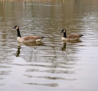 Canada Goose (Branta canadensis)