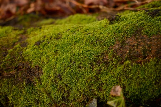 Close up of an old tree with moss