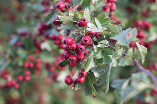 Small red fruits