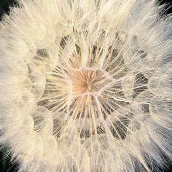 Blooming dandelion