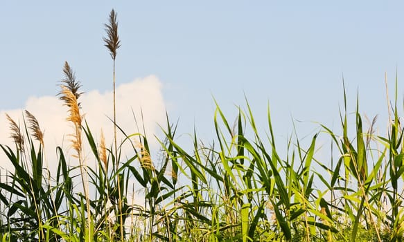 Reed with blue sky