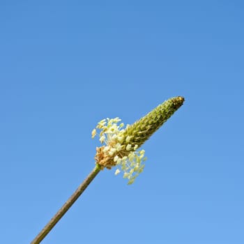 Bud of the Breitwegerich