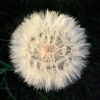 Blooming dandelion