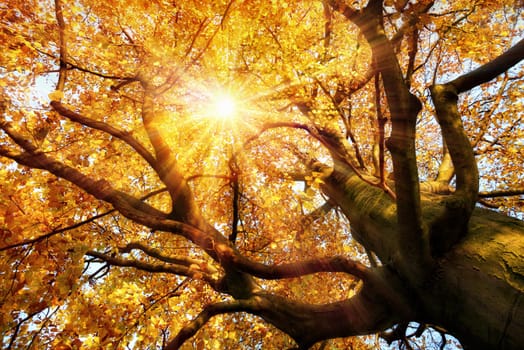 Magnificent beech in autumn,with the sun shining warm through its branches