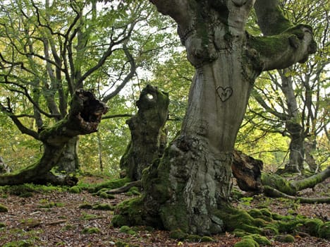 The heart of the barricade in the Magic Forest