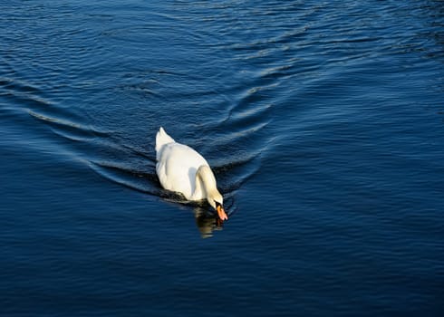White swan drinks