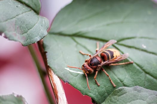 Hornet makes a stop