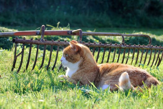 The red cat and the hay