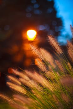 Close up of wild grass at sunset