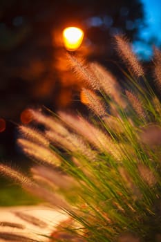 Close up of wild grass at sunset