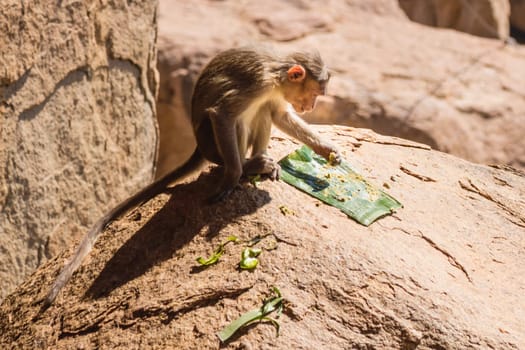 Monkey eating on the rock in mountain