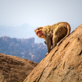 Monkey sitting on the rock in mountain