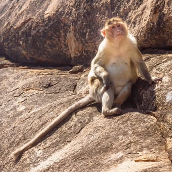 Monkey sitting on the rock in mountain