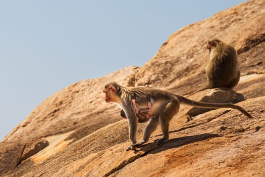 Monkey family on the rock in mountain