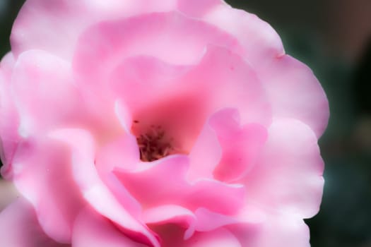 Dreamy Rose close up macro green sun