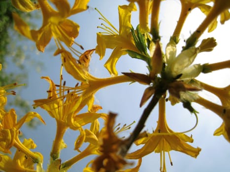 Flower in the backlight