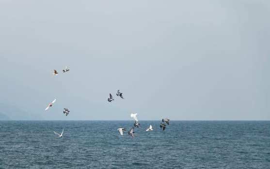 Flock of Pigeons over the sea