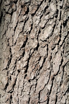 Bark of a chestnut