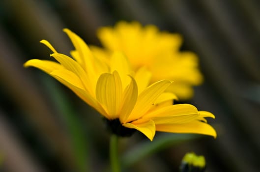 yellow flower