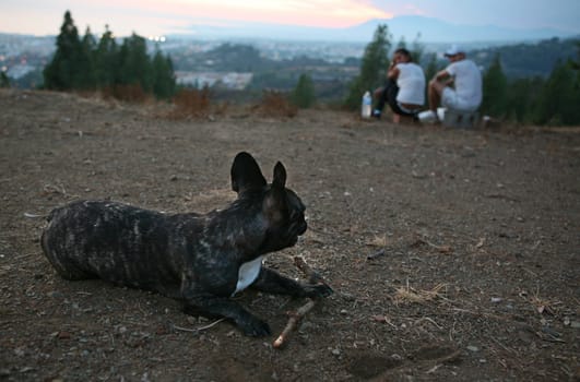 Unrecognizable couple sitting on the top of the hill, observing the sunset with their dog