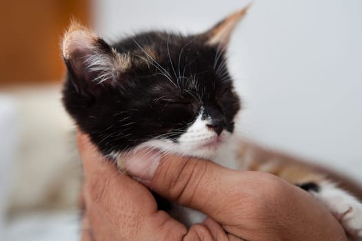 Cute little kitten sitting on the palm of a man