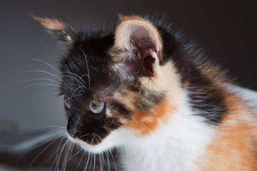 Portrait of a tabby kitten lying on a white bed