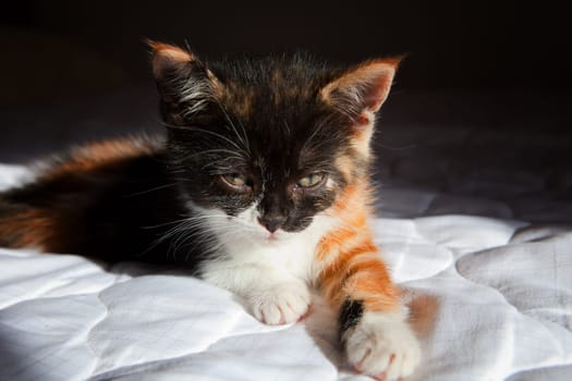 Portrait of a tabby kitten lying on a white bed
