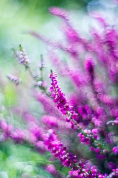 Autumn heather with bokeh