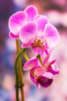 Beautiful pink orchid  - phalaenopsis