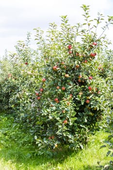 Red apples on apple tree branch