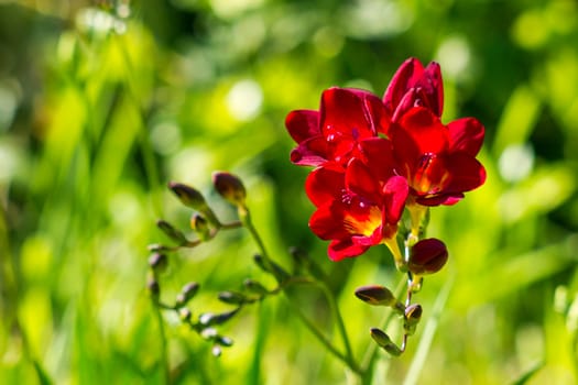 red freesia in the garden