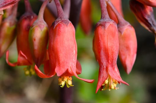 Brachychiton Acerifolius, its flowers are very cute, because they have the bright red bell-shaped flowers.