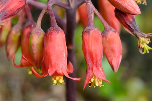 Brachychiton Acerifolius, its flowers are very cute, because they have the bright red bell-shaped flowers.