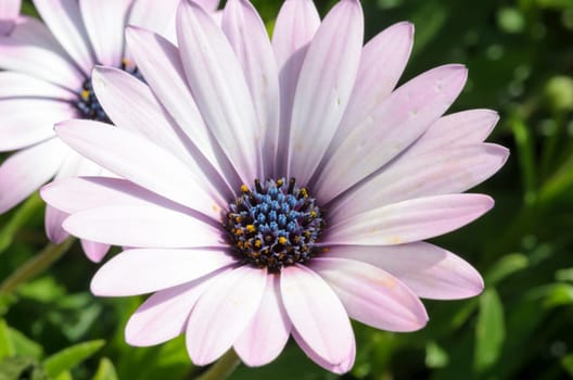 Summer meadow with violet daisies blooming