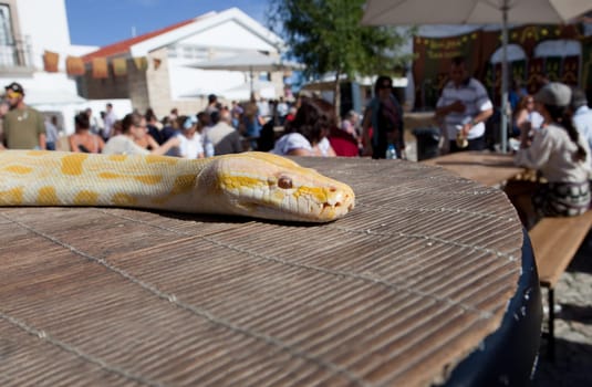 Thai Golden Python moving freely by Almossassa Culture Festival between public and performers