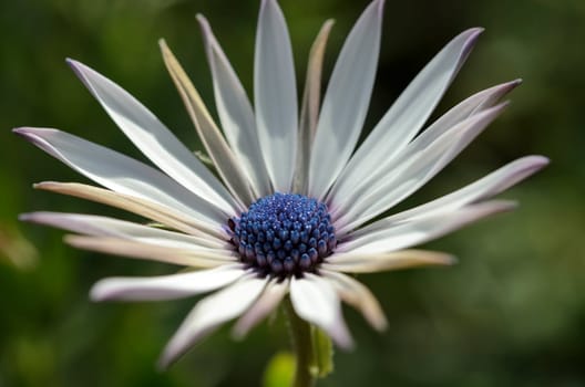 Summer meadow with violet daisies blooming