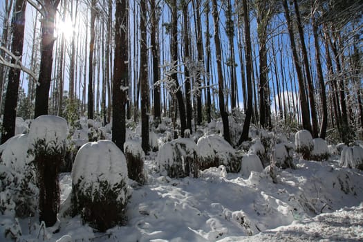 Winter morning in the Australian bush