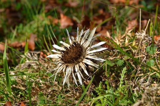 Silver thistle