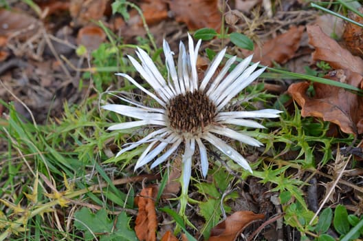 Silver thistle