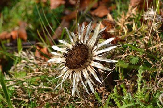 Silver thistle